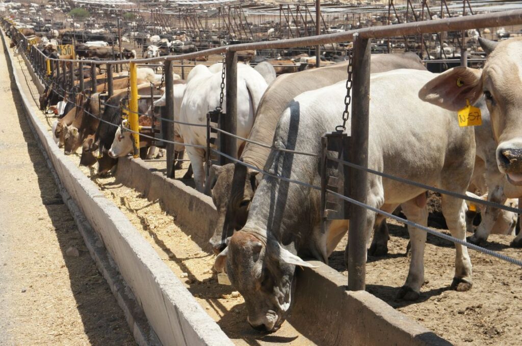 Repunta en mayo exportación de ganado a Estados Unidos Península BC