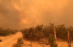Ensenada en pre alerta por viento de Santa Ana