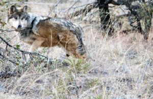 Se recupera la población del lobo mexicano en la Biosfera de Janos