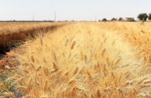 Analizan sembrar trigo sin gluten en Baja California