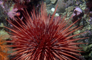 Baja California es líder en producción de erizo de mar