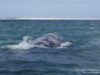 Invita SECTURE a disfrutar del avistamiento de la ballena gris en Ensenada