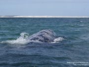 Invita SECTURE a disfrutar del avistamiento de la ballena gris en Ensenada