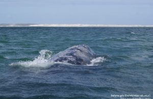 Invita SECTURE a disfrutar del avistamiento de la ballena gris en Ensenada