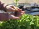 Impulsan la UABC y el INIFAP cultivos de chile habanero para Baja California