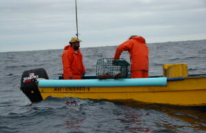 Designan nuevas fechas de veda de langosta, iniciará el 15 de junio