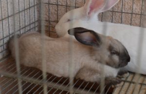 Baja California está libre de la enfermedad hemorrágica viral de conejos