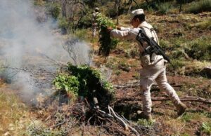 Destruyen 9 sembradíos de marihuana en la Sierra de San Pedro Mártir