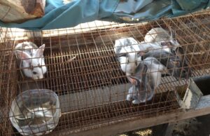 Tras la pandemia, en el CBTA 307 de Camalú no descuidaron sus proyectos