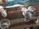 Tras la pandemia, en el CBTA 307 de Camalú no descuidaron sus proyectos