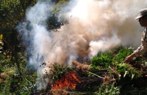 Destruyen 4 plantíos de marihuana y 120 kilos de la droga cerca de San Pedro Mártir