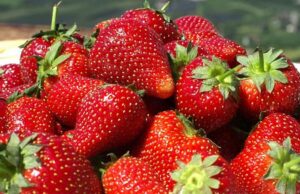 Sobresale la fresa de San Quintín en los cultivos de toda la zona costa de BC