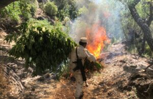 Destruyen otro plantío de marihuana en el Valle de la Trinidad