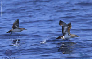 Investigan refugios de aves marinas en islas del noroeste de México
