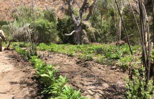 Incineran dos plantíos de marihuana en el Valle de la Trinidad