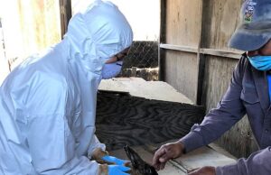 Confirman 21 casos de la Enfermedad Hemorrágica Viral de los Conejos en BC