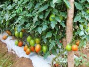 Destacan siembras del tomate en el ciclo agricola de la zona costa de BC