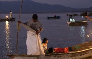 Desde el 25 de septiembre levantarán la veda de camarón en San Felipe