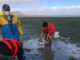 Culminará investigación sobre cultivo de almeja generosa en la Bahía Falsa de San Quintín