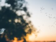 Alerta Protección Civil por impacto de fuertes vientos