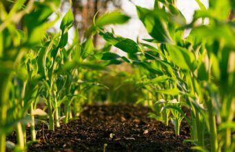 Organizó la FINSQ su primer Simposio Internacional de Agricultura Orgánica
