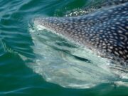 Inician la temporada de nado y avistamiento del tiburón ballena en Bahía de los Ángeles