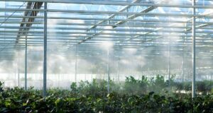 Fortalece SADER BC coordinación con federación para impulsar el desarrollo del sector agrícola de BC