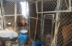 Remiten a la FGE denuncia sobre omisión de cuidados y maltrato animal en Ensenada