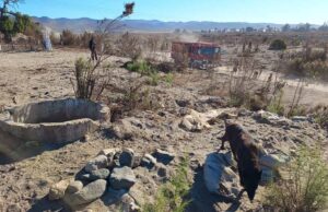 Localizan restos óseos tras búsqueda en inmediaciones de Vicente Guerrero, en San Quintín