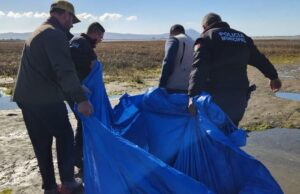 Rescatan y reubican a lobo marino varado en una playa de Ensenada