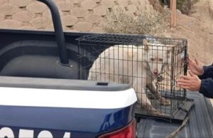 Desaparece perra husky del Centro de Atención Canina y Felina de Ensenada