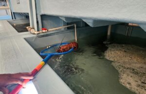 Decomisan cargamentos de merluzas, caracol chino y langosta en Ensenada