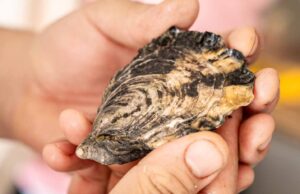 Promueve SEPESCA garantía en pescados y mariscos para empresas de BC