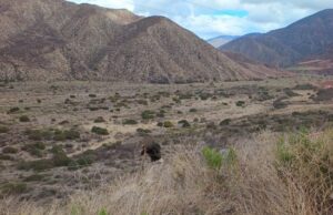 Localizan más restos óseos cerca de El Zacatón