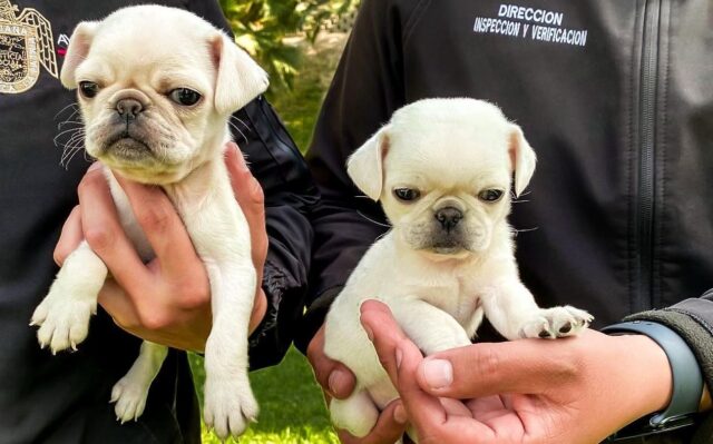 perros rescatados tijuana (1)