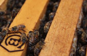 Convoca SADER BC a tercer concurso de dibujo y pintura Mis Amigas las Abejas”