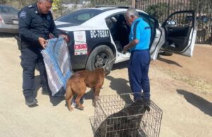 Rescatan a dos perros víctimas de maltrato animal en Ensenada