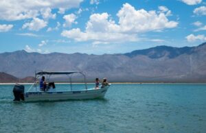 Arranca temporada de avistamiento de tiburón ballena en Bahía de los Ángeles