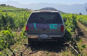 Muere mujer tras ser embestida por niño de 9 años en vinícola del Valle de Guadalupe