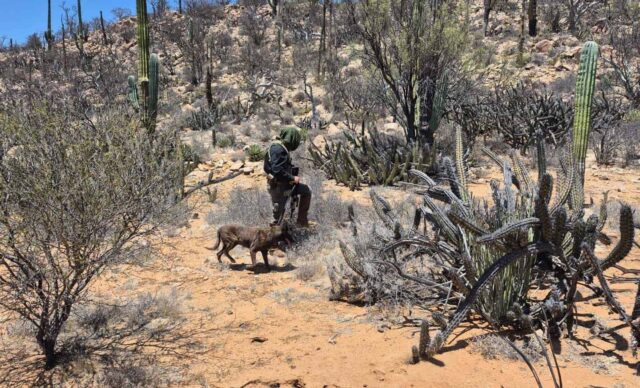 búsqueda sur cuerpos SQ (1)