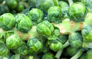 Cultivo de la col de Bruselas reporta derrama superior a los 40 mdp en la Zona Costa de BC