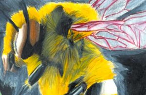 Niño mexicalense gana primer lugar en el Concurso Nacional Apícola