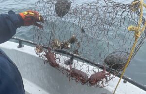 Aseguran trampas con langostas y cangrejos en Ensenada