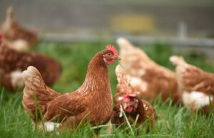Invita SADER BC a curso sobre elaboración de raciones alimenticias para aves de postura en San Quintín