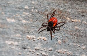 Colaboran Arnulfo Silva y Lenin Escobar para la prevención de la Rickettsiosis en San Quintín