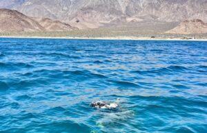 Red abandonada provoca daños a embarcación en Bahía de los Ángeles