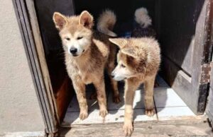 Aseguran a cinco perros en condiciones insalubres en domicilio de Ensenada