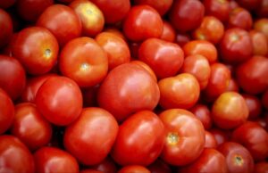 Destacan siembras del tomate al avanzar el ciclo agrícola en la Zona Costa de BC