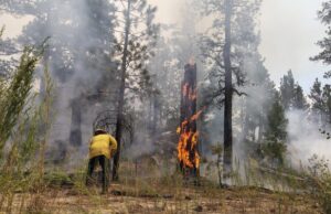 Consumen incendios más de mil 660 hectáreas en la Sierra de San Pedro Mártir