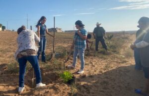 Reforestan áreas destinadas para parques y boulevares en Camalú, San Quintín y El Rosario